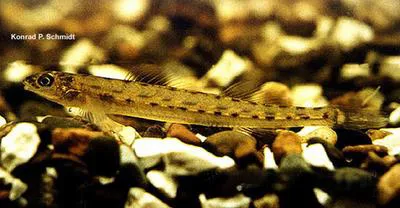 Western sand darter (Ammocrypta clara)