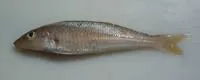 Western school sillago (Sillago bassensis)