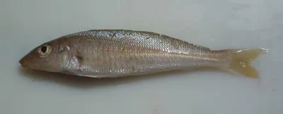 Western school sillago (Sillago bassensis)