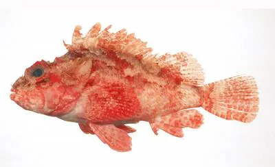 Western scorpionfish (Scorpaena onaria)