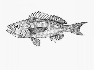 Western sea perch (Lepidoperca occidentalis)