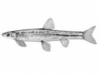 Western shellear (Kneria polli)