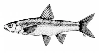 Western silvery minnow (Hybognathus argyritis)