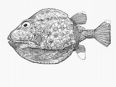 Western smooth boxfish (Anoplocapros amygdaloides)