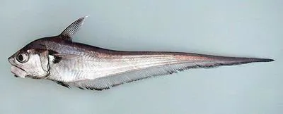 Western softhead grenadier (Malacocephalus occidentalis)