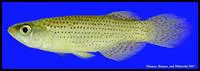 Western starhead topminnow (Fundulus blairae)