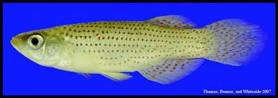 Western starhead topminnow (Fundulus blairae)