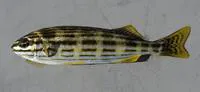 Western striped trumpeter (Pelates octolineatus)
