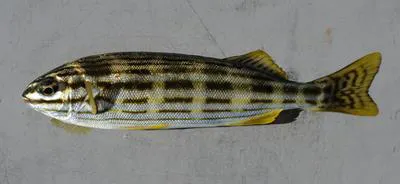 Western striped trumpeter (Pelates octolineatus)
