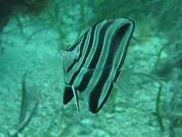 Western talma (Chelmonops curiosus)