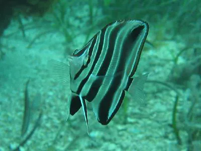 Western talma (Chelmonops curiosus)