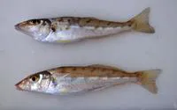 Western trumpeter sillago (Sillago burrus)