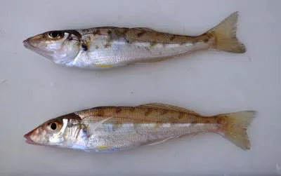 Western trumpeter sillago (Sillago burrus)