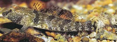 Western tubenose goby (Proterorhinus semilunaris)