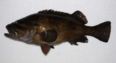 Western wirrah (Acanthistius serratus)