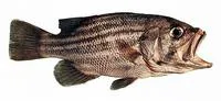 Westralian jewfish (Glaucosoma hebraicum)