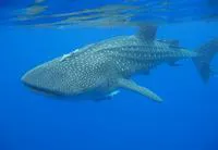 Whale shark (Rhincodon typus)
