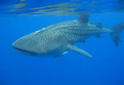 Whale shark (Rhincodon typus)