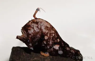 Whalehead dreamer (Lophodolos acanthognathus)