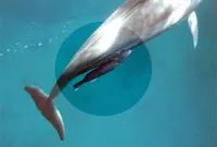 Whalesucker (Remora australis)