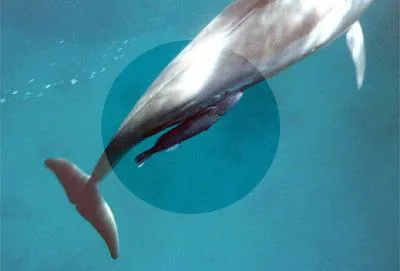 Whalesucker (Remora australis)