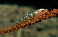 Whip coral goby (Bryaninops yongei)