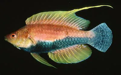 Whip-fin wrasse (Cirrhilabrus filamentosus)