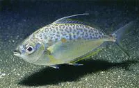 Whipfin ponyfish (Equulites leuciscus)