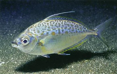Whipfin ponyfish (Equulites leuciscus)