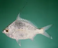 Whipfin silver-biddy (Gerres filamentosus)