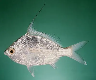 Whipfin silver-biddy (Gerres filamentosus)