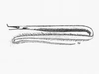 Whipsnout sorcerer (Venefica proboscidea)