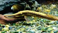 Whiptail catfish (Farlowella acus)
