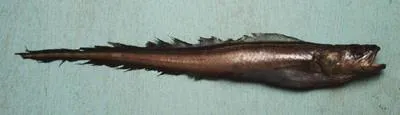 Whiptail cusk (Hypopleuron caninum)
