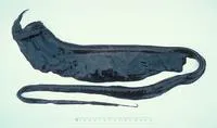 Whiptail gulper (Saccopharynx schmidti)