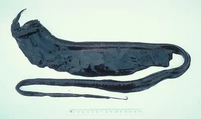 Whiptail gulper (Saccopharynx schmidti)