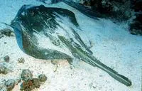 Whiptail stingray (Dasyatis brevis)