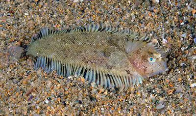 Whiskered sole (Monochirus hispidus)