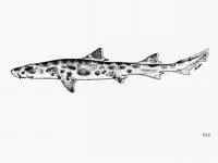 Whiskery shark (Furgaleus macki)