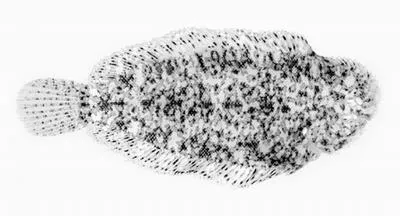 Whitaker's sole (Aseraggodes whitakeri)