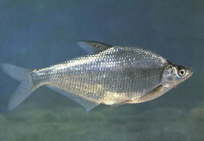 White amur bream (Parabramis pekinensis)