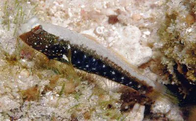White-backed shrimpgoby (Cryptocentrus albidorsus)