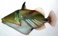 White-banded triggerfish (Rhinecanthus aculeatus)