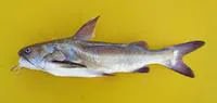 White barbel (Galeichthys feliceps)