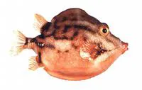 White-barred boxfish (Anoplocapros lenticularis)
