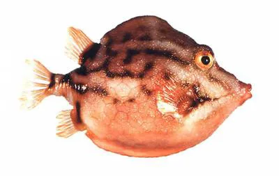 White-barred boxfish (Anoplocapros lenticularis)