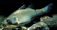 White bass (Morone chrysops)