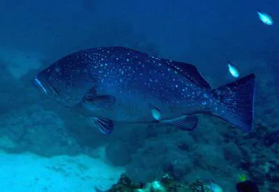 White-blotched grouper (Epinephelus multinotatus)