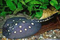 White-blotched river stingray (Potamotrygon leopoldi)