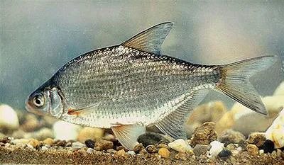 White bream (Blicca bjoerkna)